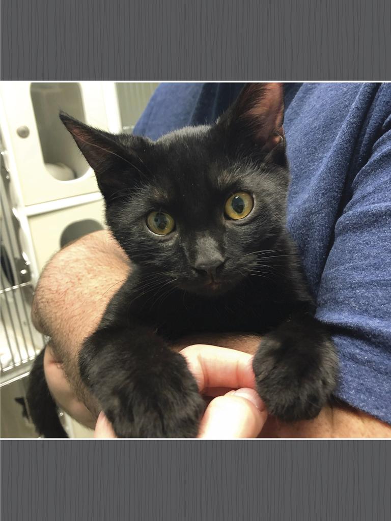Milton being held at the vet before surgery