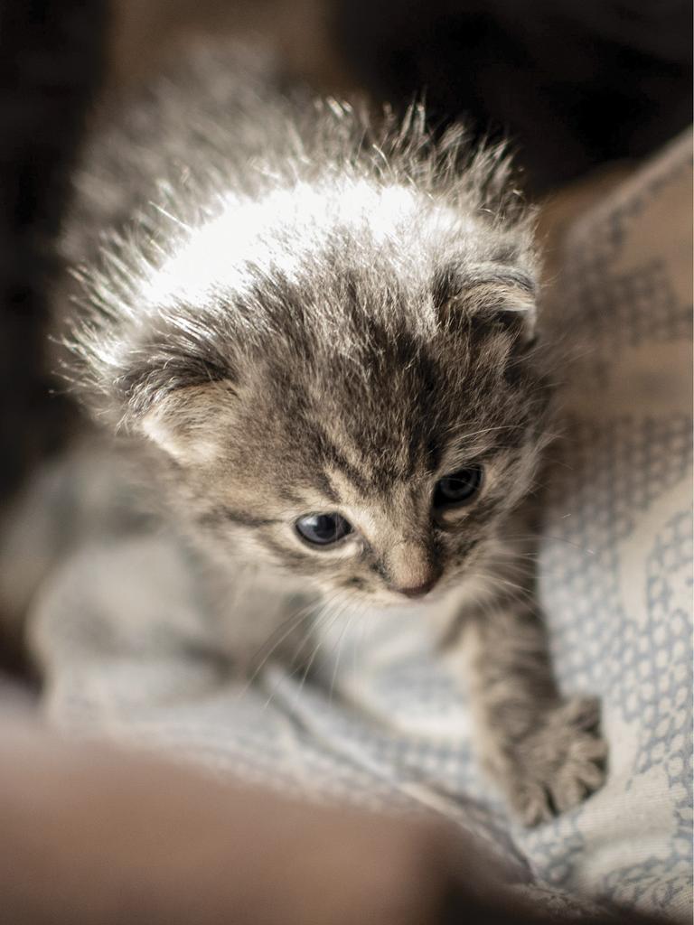 A tiny kitten’s first steps