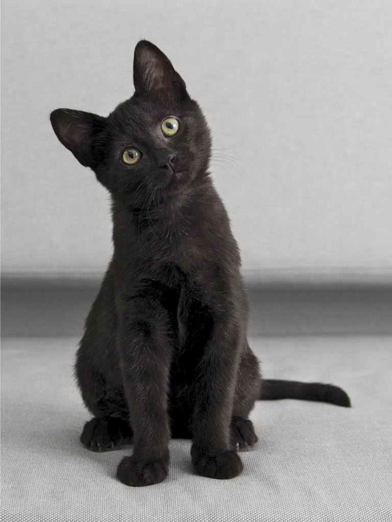 Black cat with quizzical head tilt