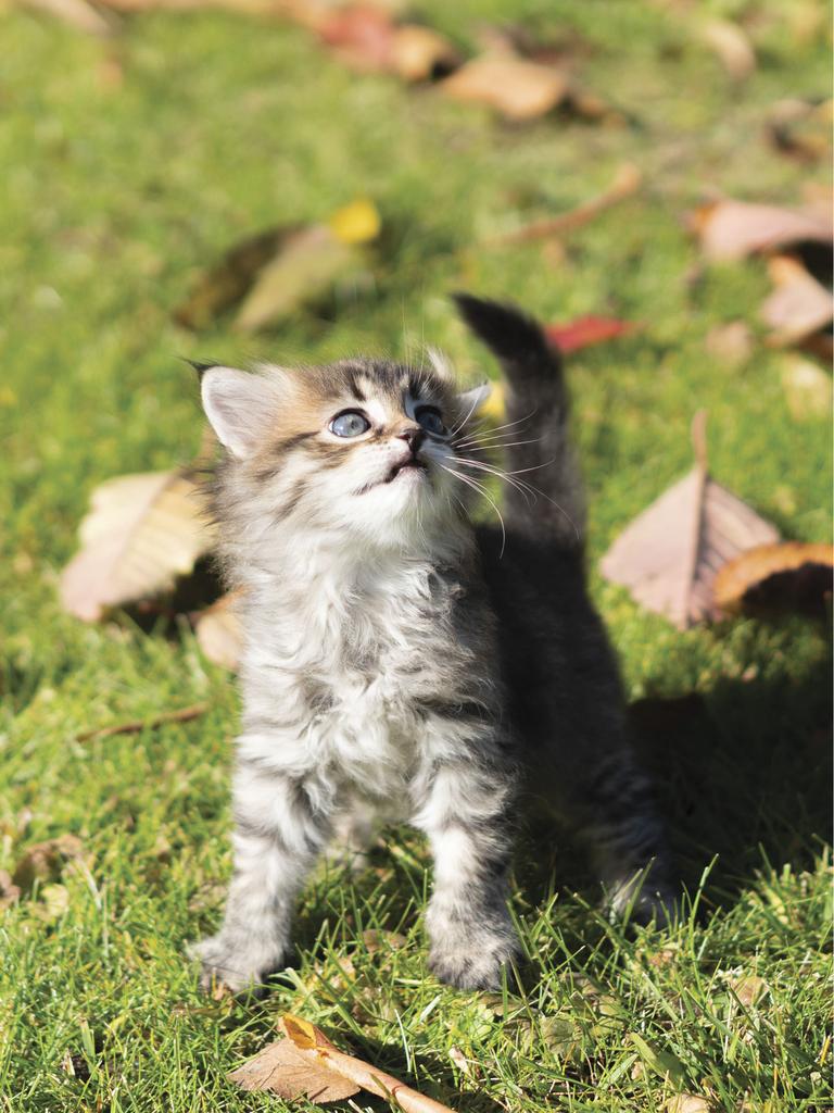 Kitten surrounded by leaves on the lawn