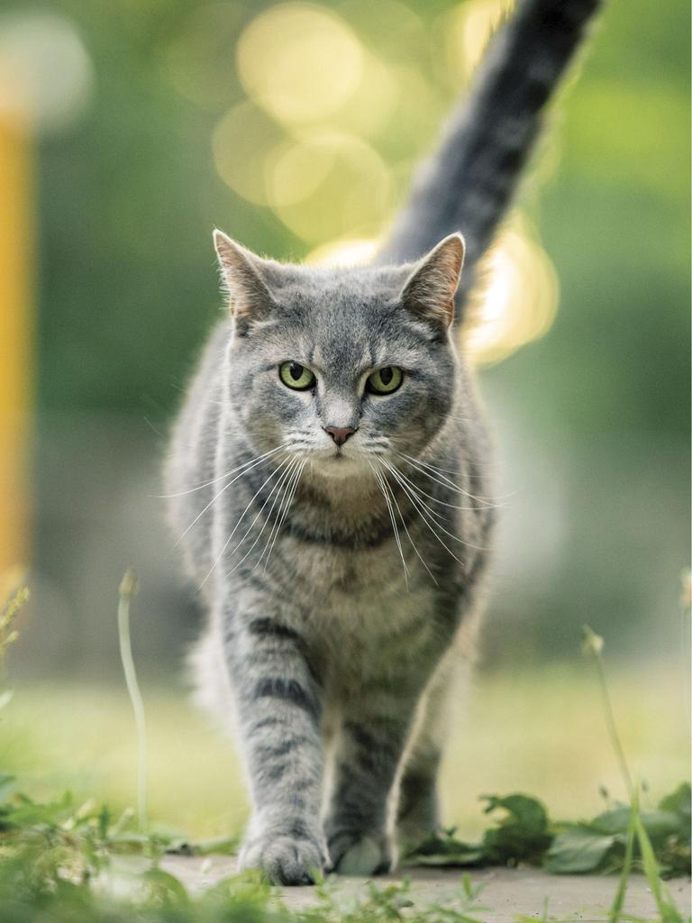Gray cat strolling outside in your direction