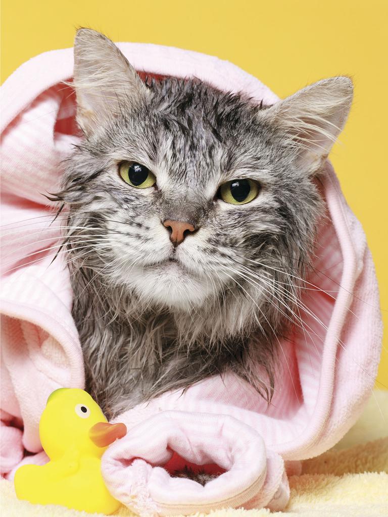 Bathed cat wrapped in a pink towel