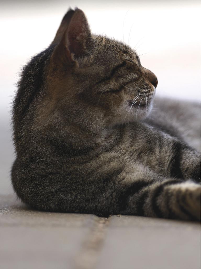 Cat napping on white tile floor