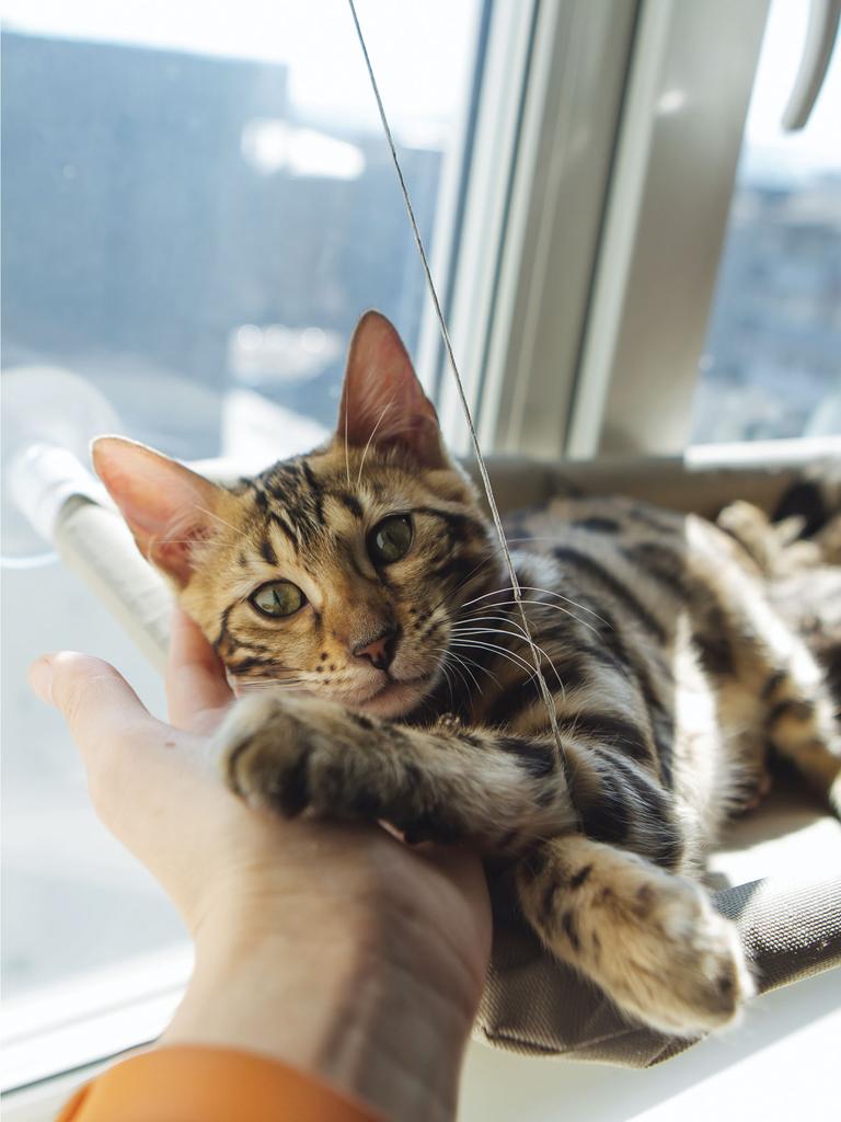 Bengal cat on window bed