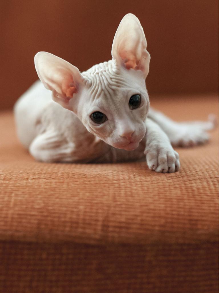 Hairless Sphynx kitten on orange chair
