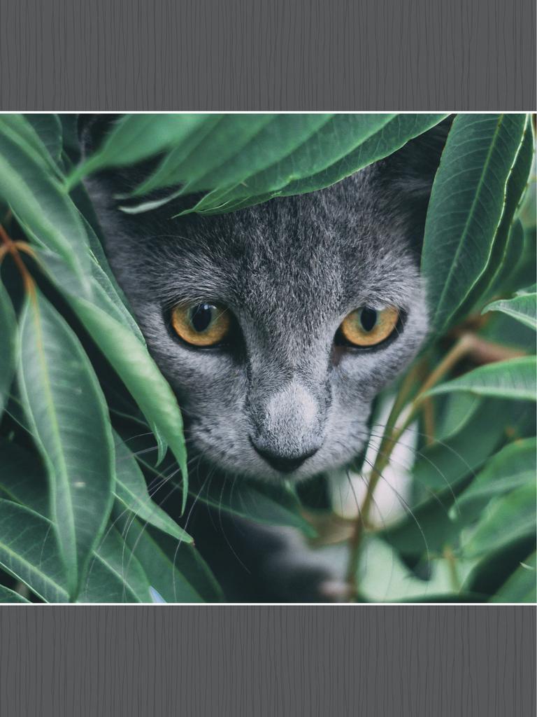 Face of gray cat hiding in leaves of plant
