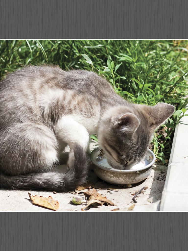 Brown-and-white cat drinking milk