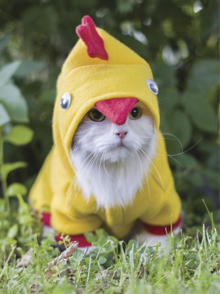 White kitten dressed in a chicken costume