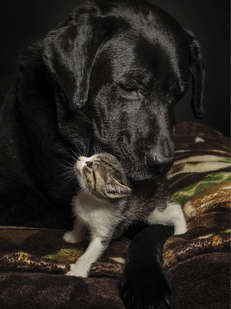 Small kitten nuzzled by black Labrador