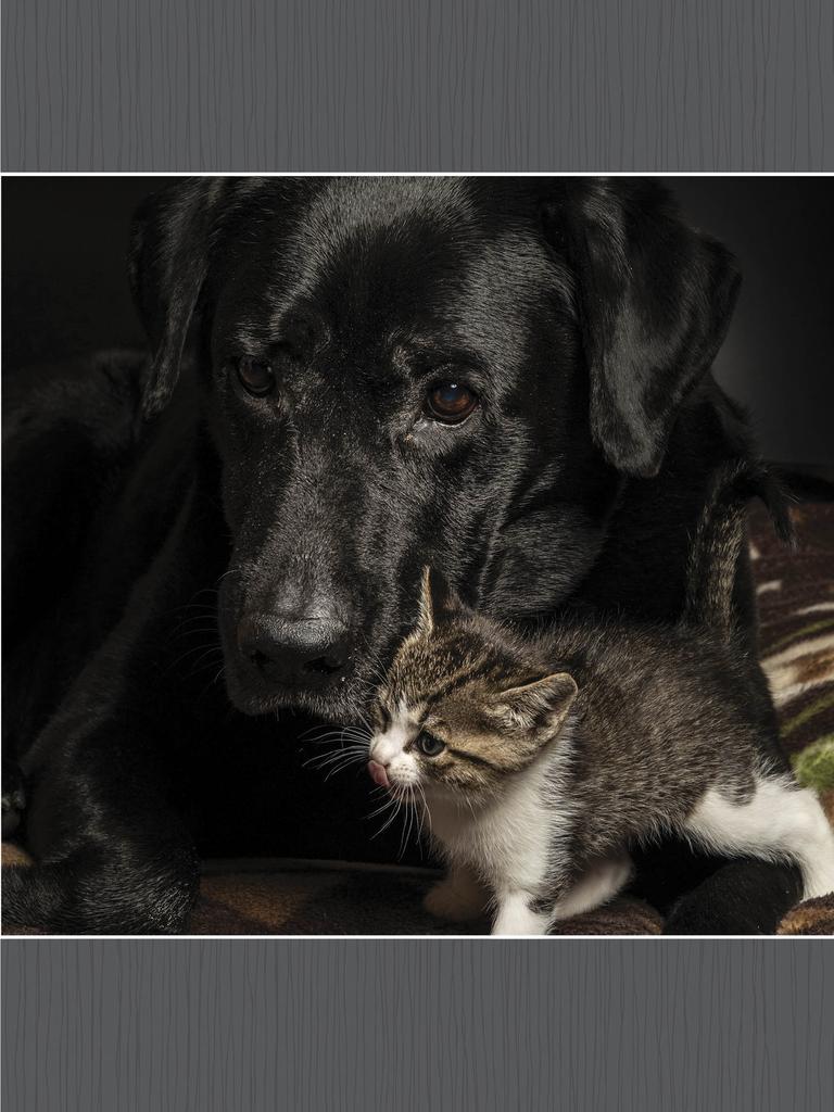 Small kitten and black Labrador together