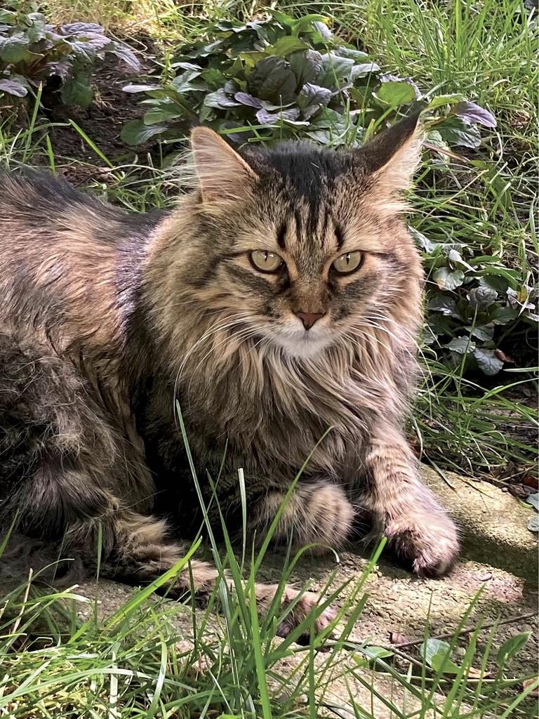 Bobtail warming itself on landscape rocks