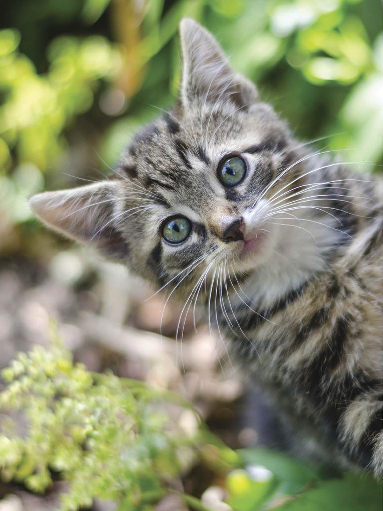 Blue-eyed kitten ready for mischief