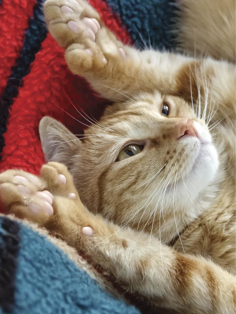 Cat on back with front legs over head 