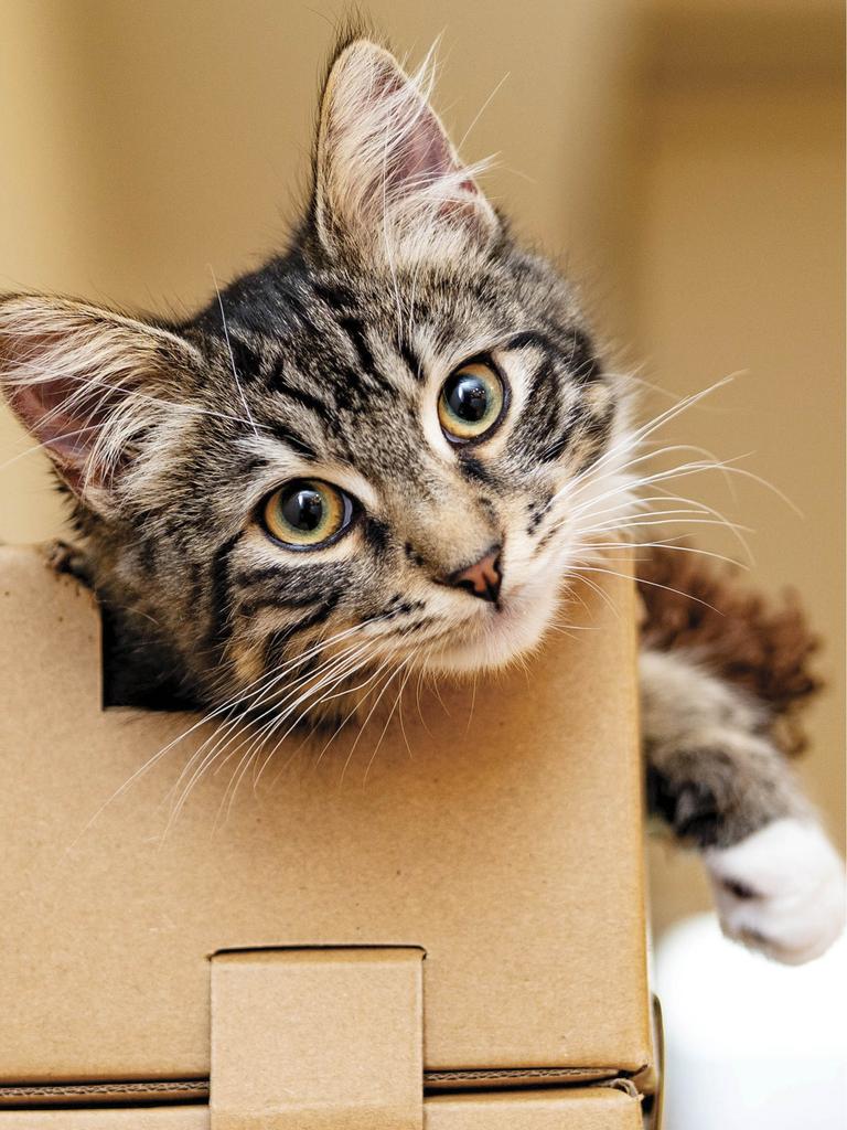 Cat half in, half out of box