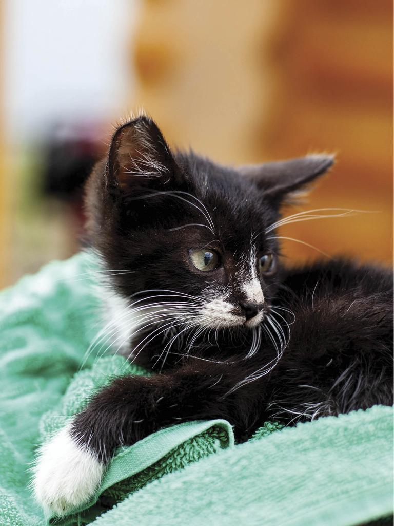 Kitten on tiny green towel
