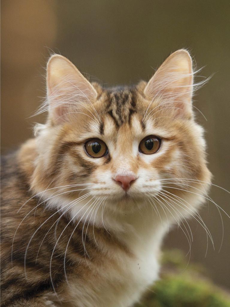 Brown-and-white bobtail staring at you