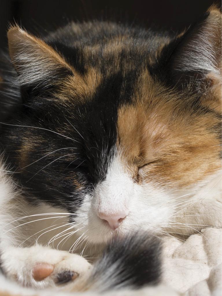 Closeup of calico cat sleeping