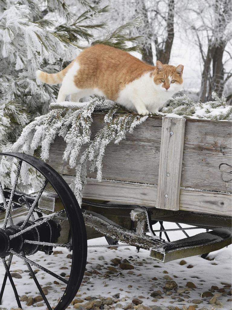 Feral cat in winter on old wooden wagon