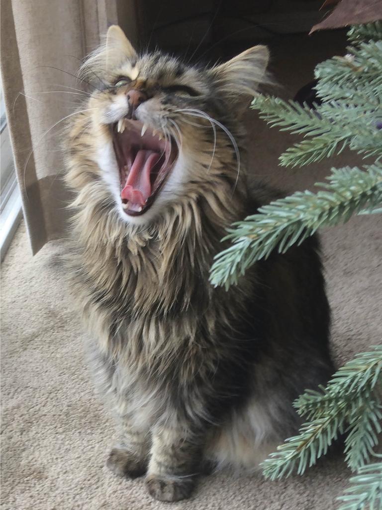 Cat yowling by Christmas tree