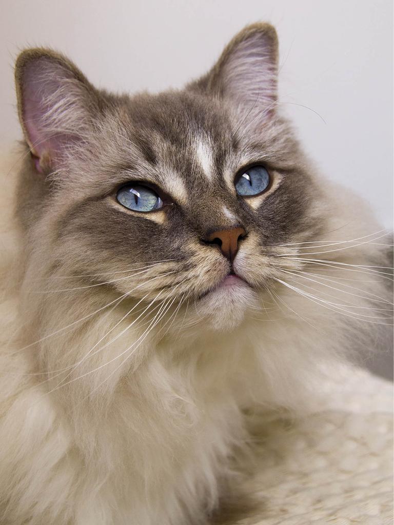 Siamese in a regal pose