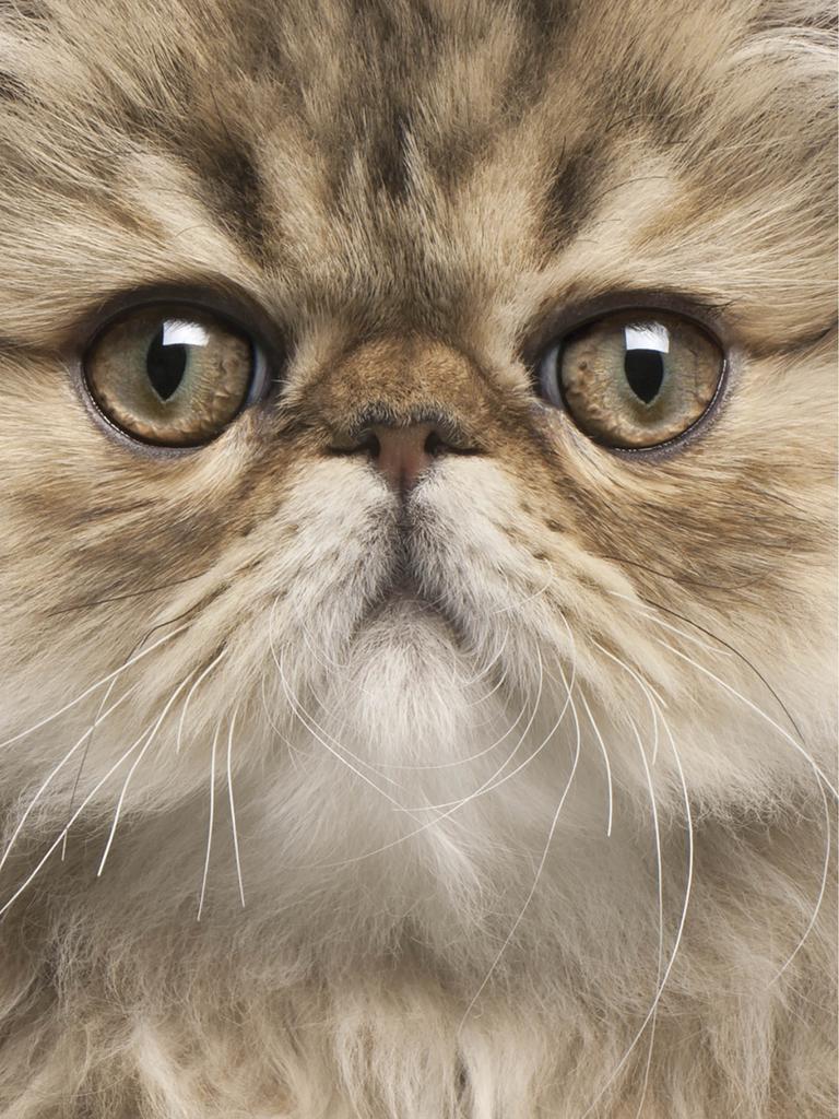Closeup of brown Persian’s face