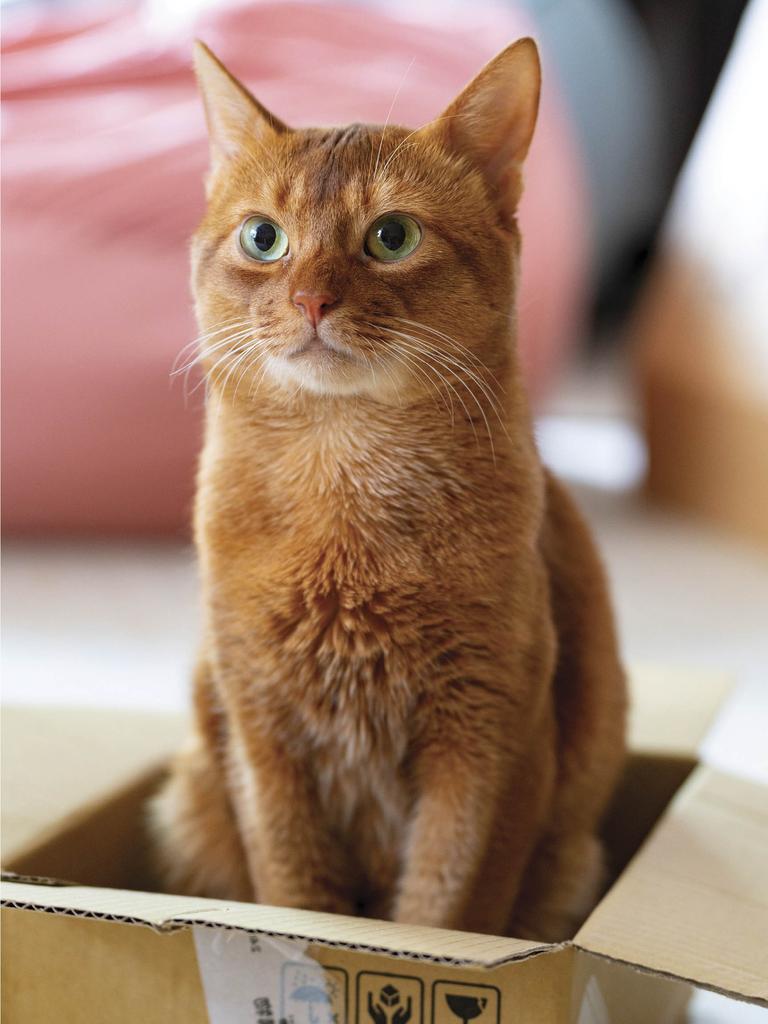 Large orange cat sitting in extra small box