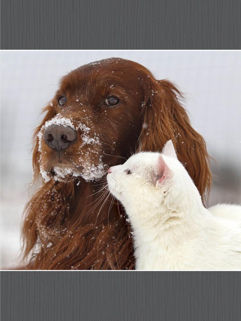 Irish setter and white cat in the snow