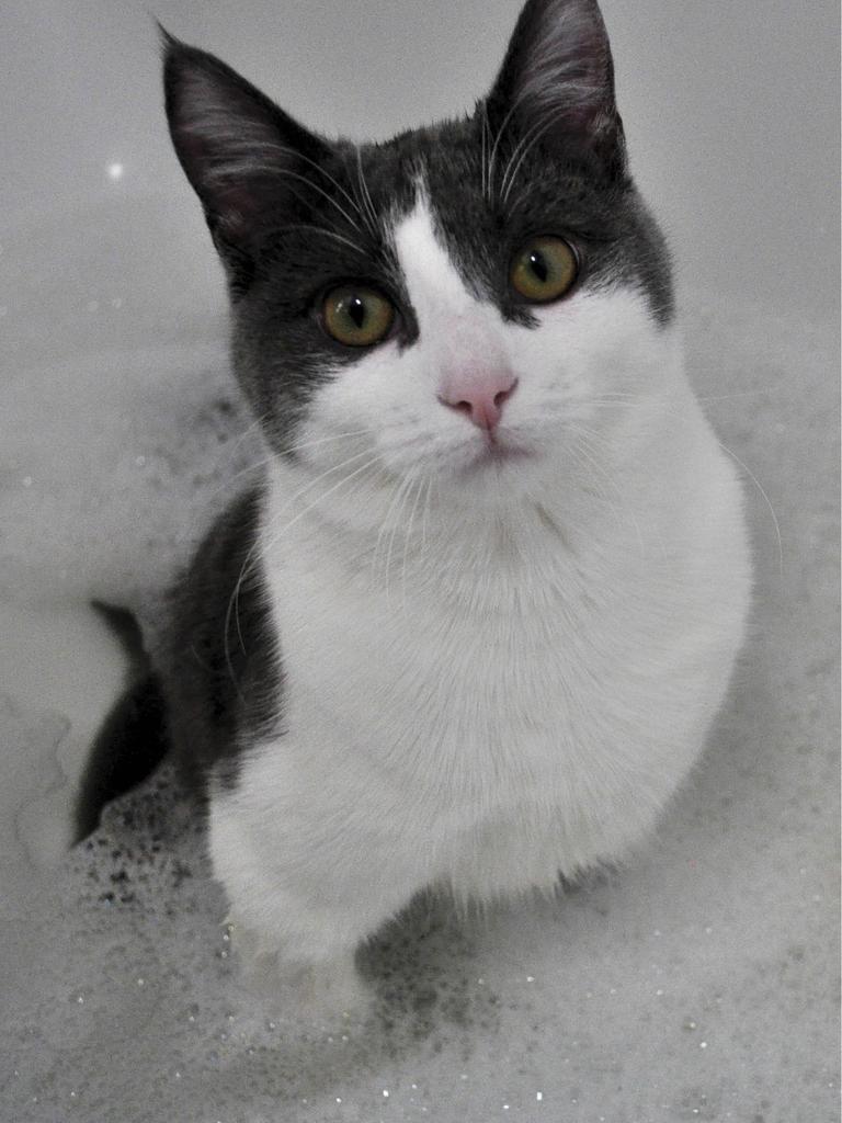 Tuxedo cat in bubbly bath