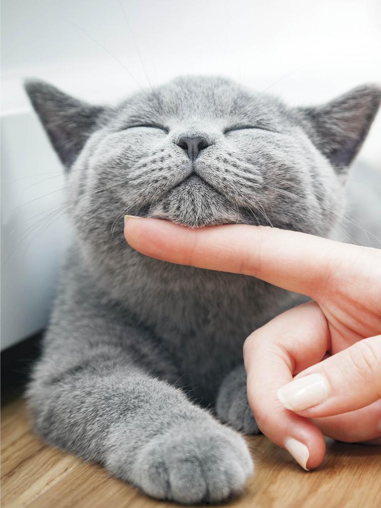 Gray cat loving a finger massage of chin