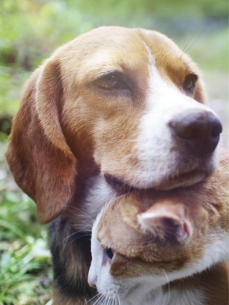 Beagle with chin on cat friend