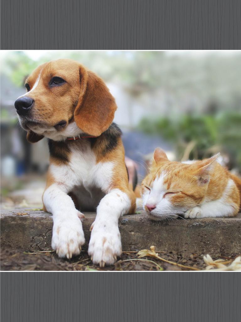Beagle guarding sleeping cat