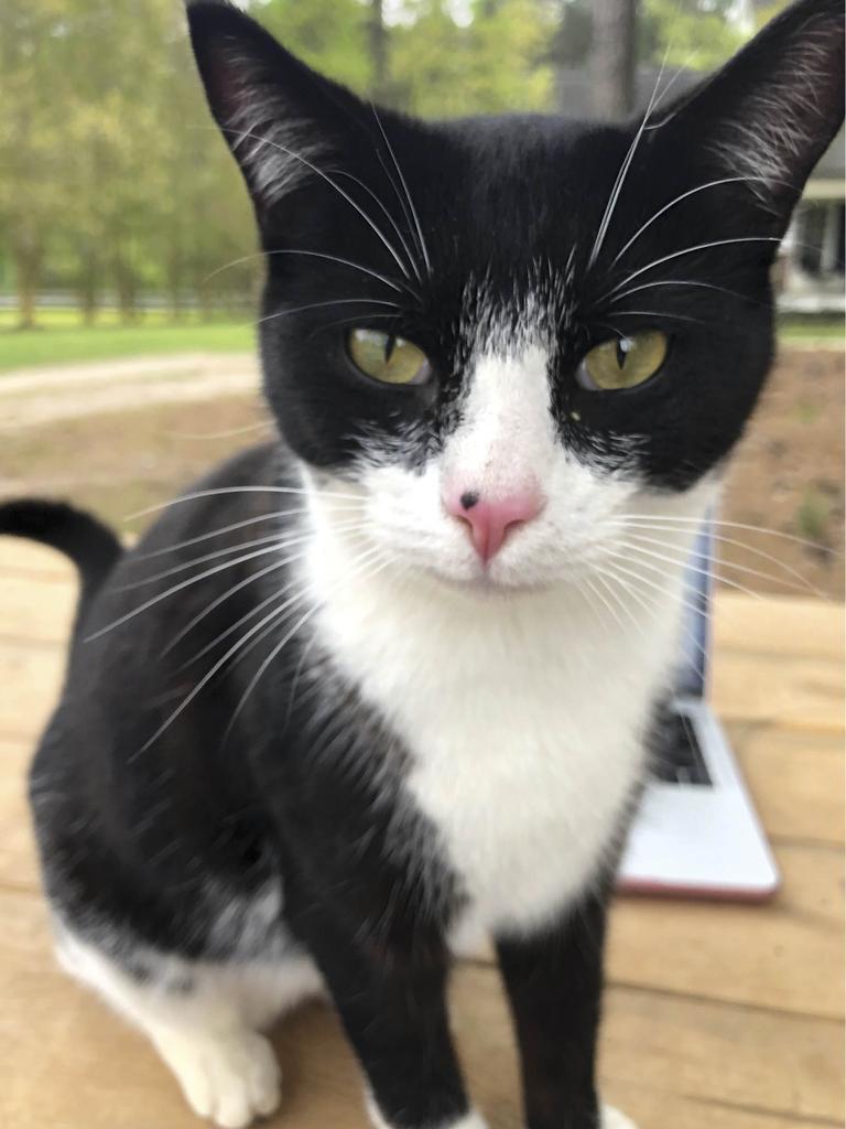 Panda the barn cat on picnic table