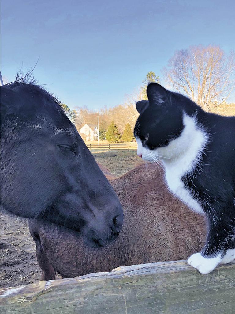 Panda on top of fence next to horses