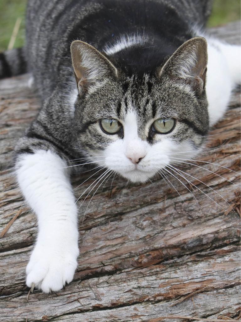 Cat crawling over a log, ready to pounce