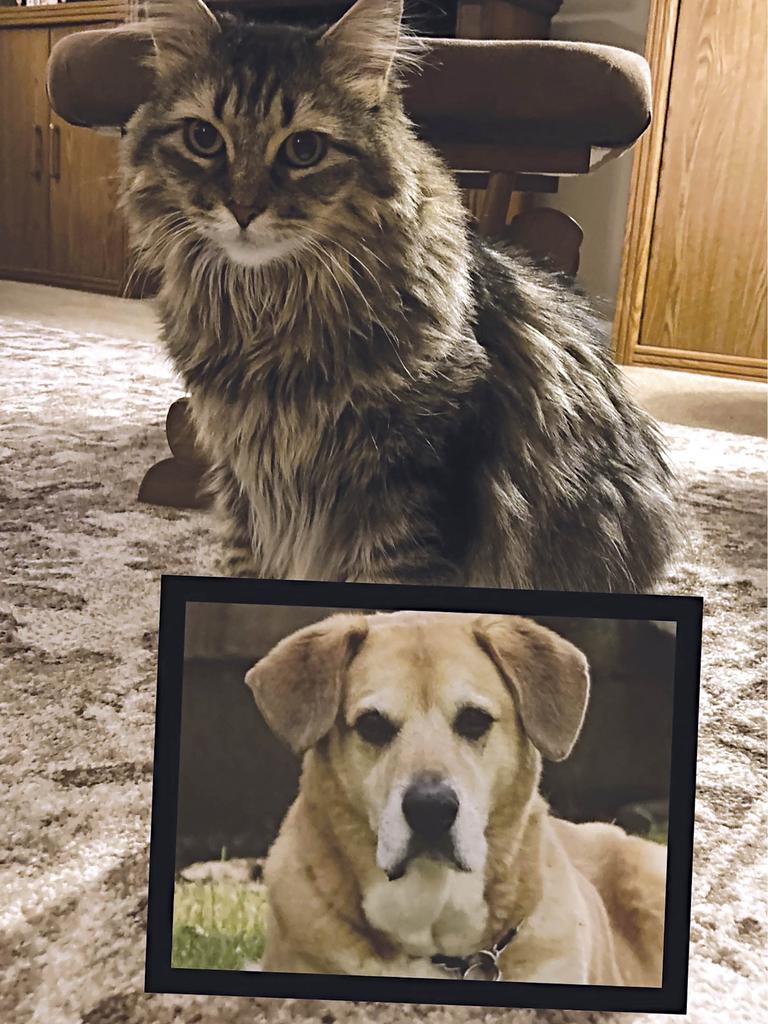 Sephy the cat with Bullet the dog’s photo