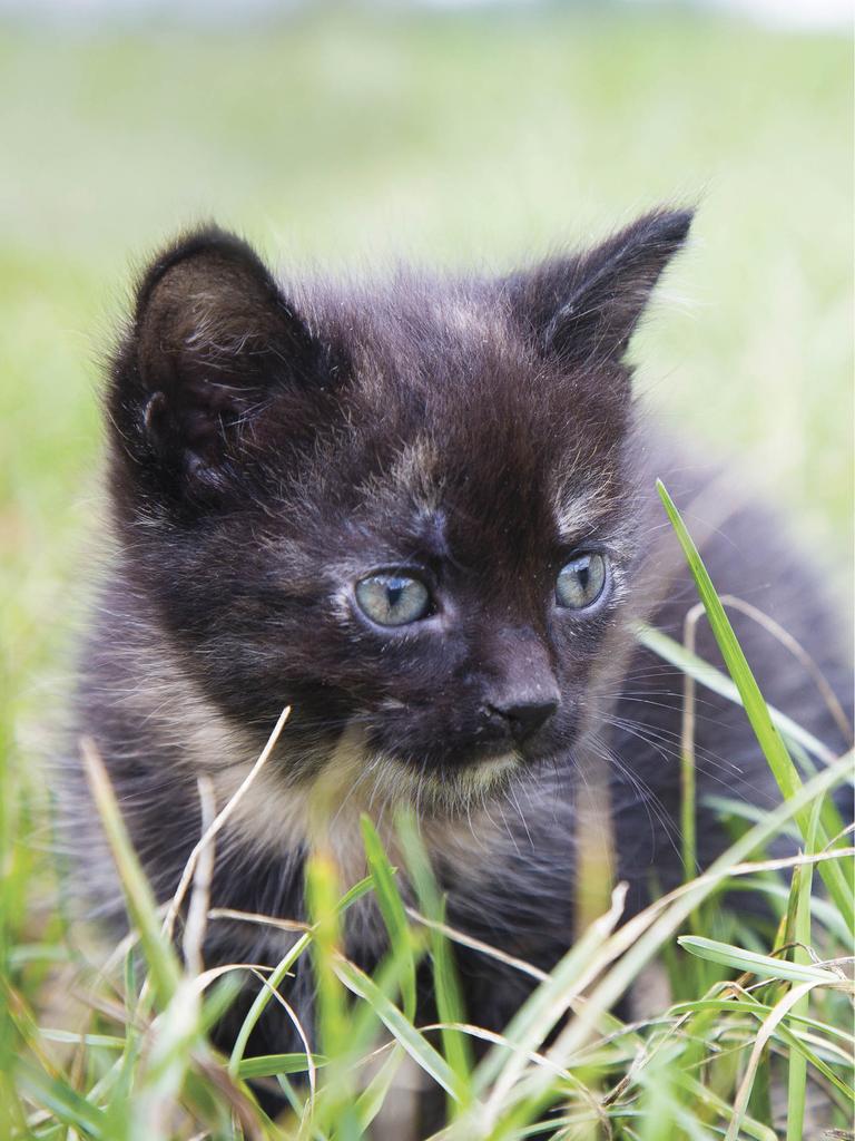 Curious kitten in the grass