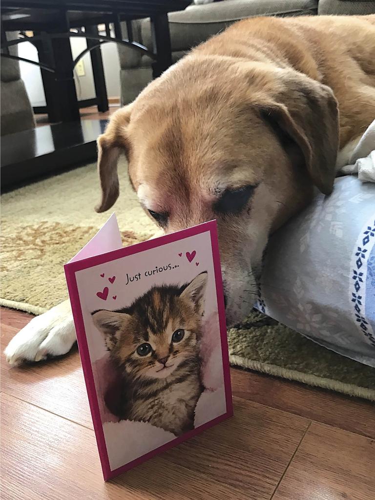 Bullet reading Valentine’s card from Sephy