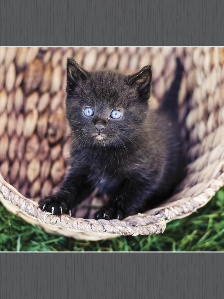 Small kitten ready to jump out of basket