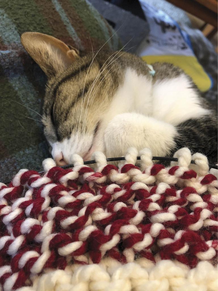 Cat curled up next to knitting project