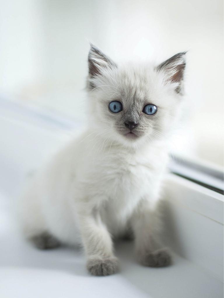 Siamese kitten not moving from windowsill