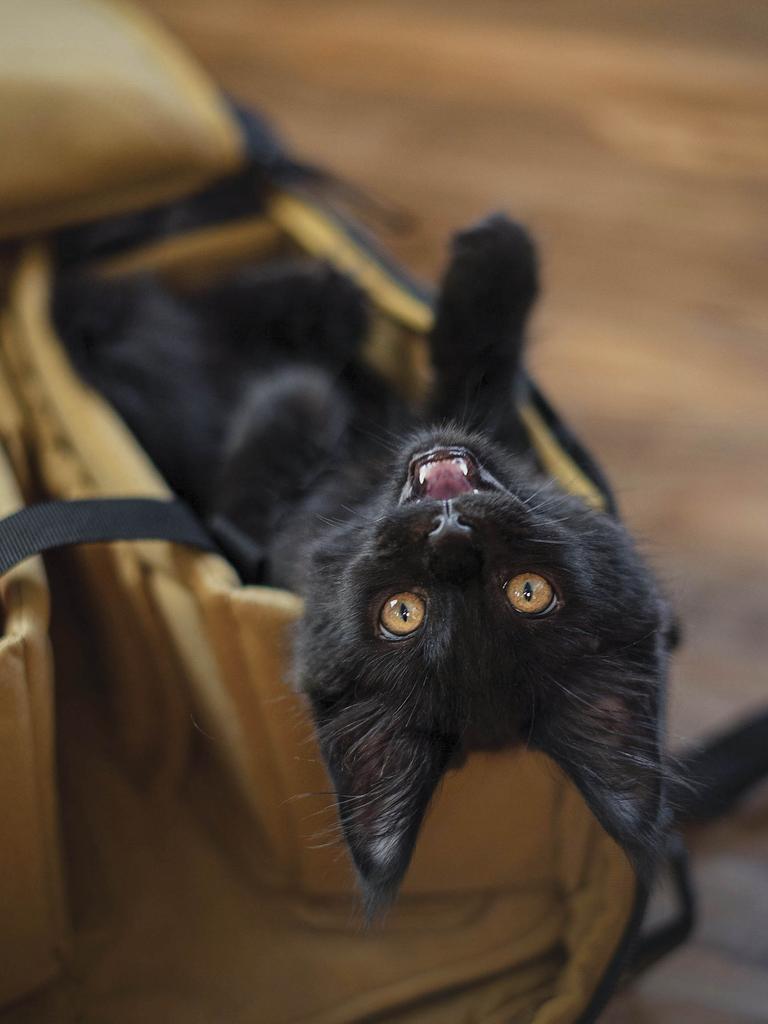 Black cat on its back in camera bag