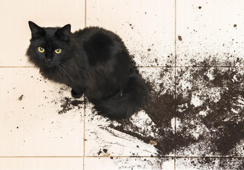 Black cat making mess with potting soil