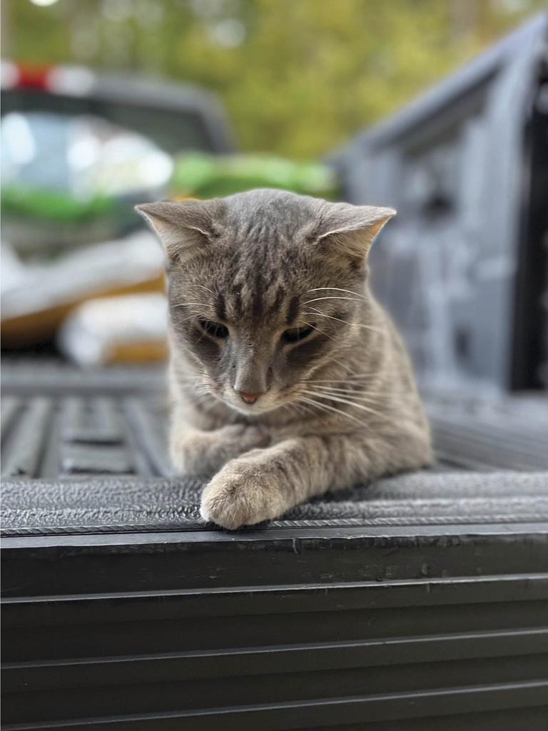 Cat named Boots dozing on truck bed 