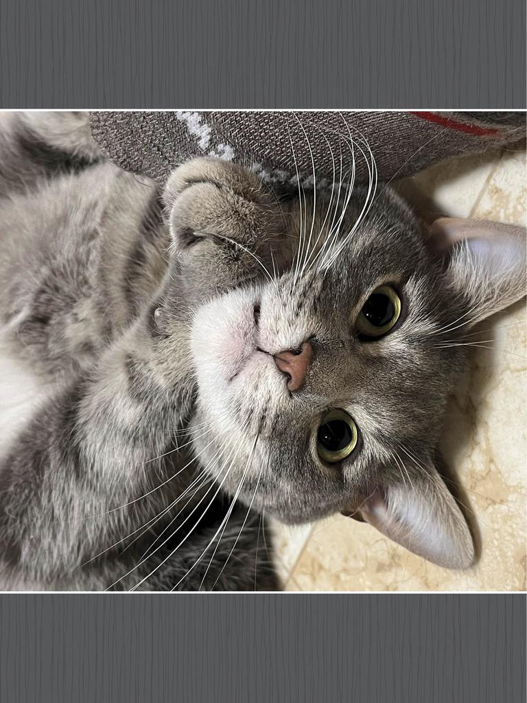 Gray tabby lying on bunched-up rug