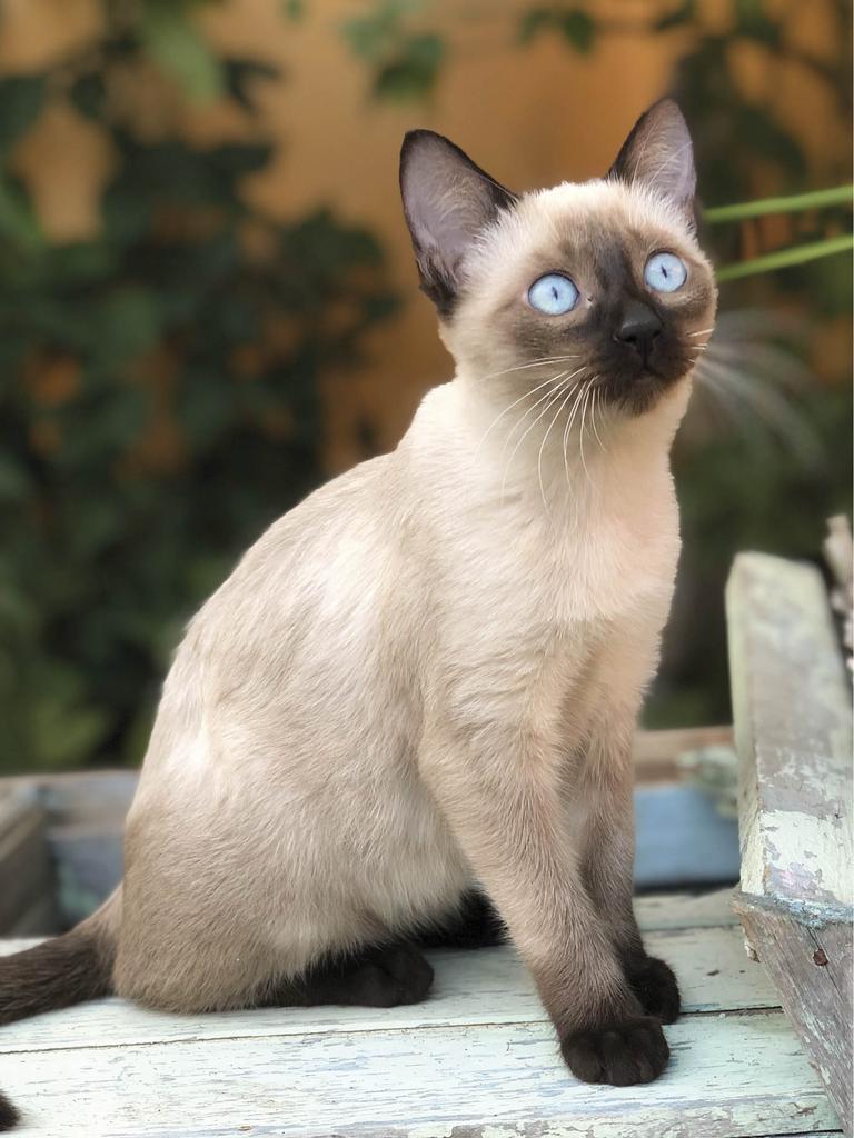 Siamese cat perched on outdoor bench