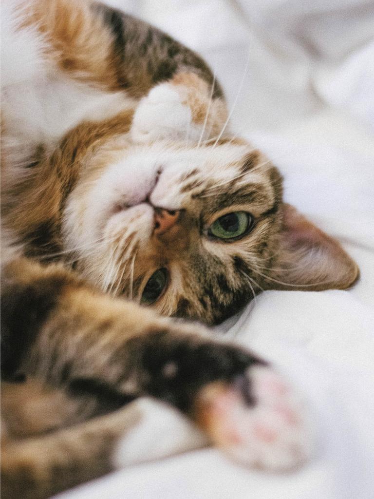 Cat on bed contorting in yoga-like pose