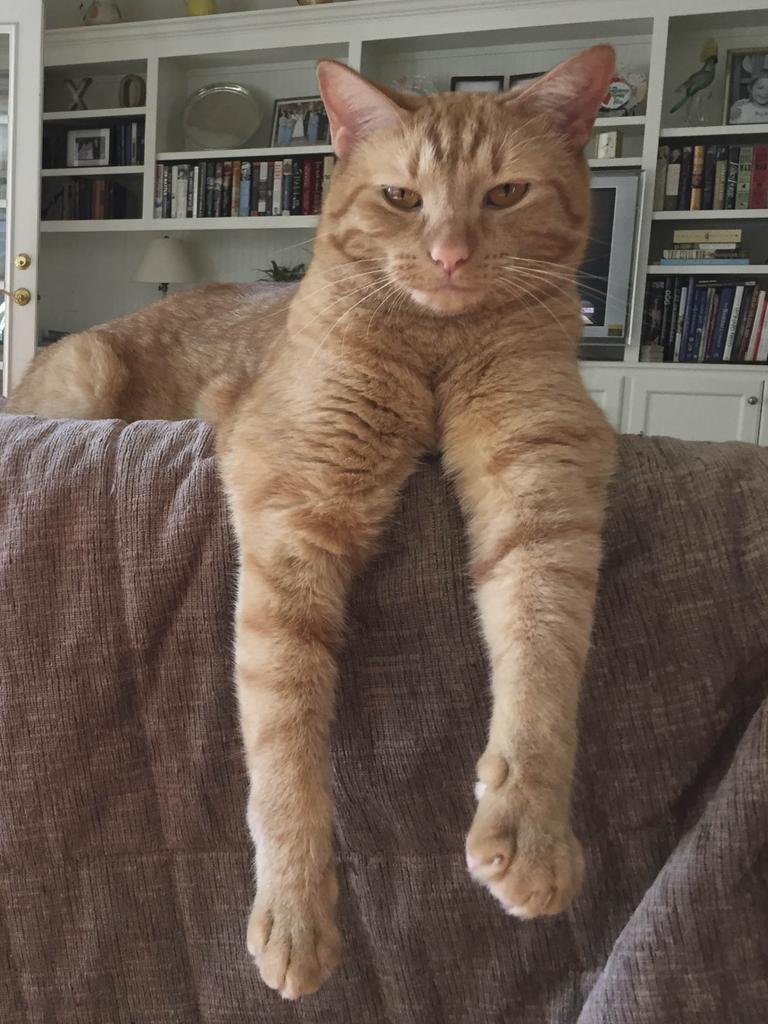 Junebug the cat draped over back of couch