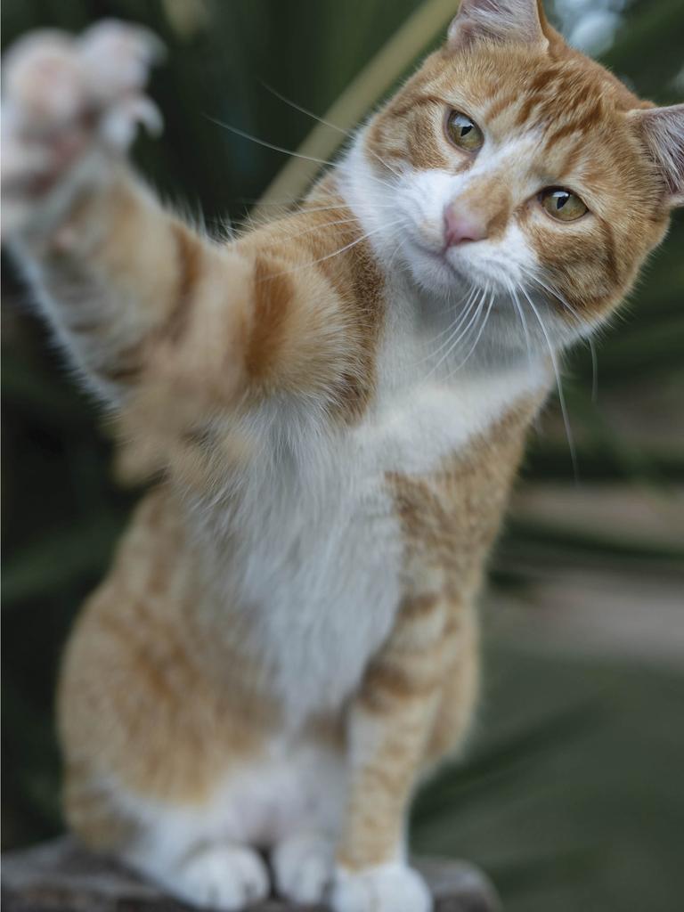 Orange-and-white cat extending paw