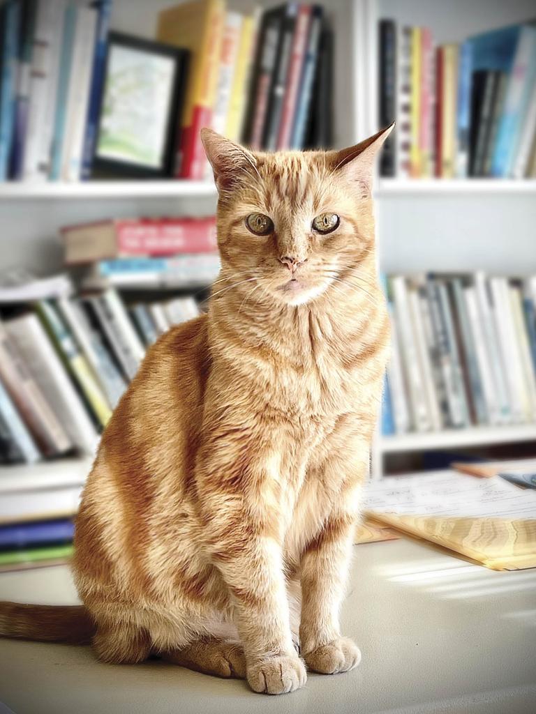 Rafiki the cat on a desk in front of bookcase
