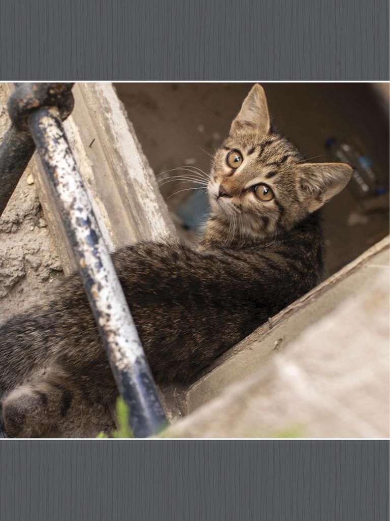 Stray cat ready to disappear in building